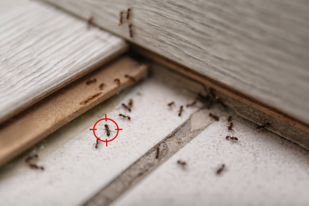 Best Flea Control Services  in St Ansgar, IA