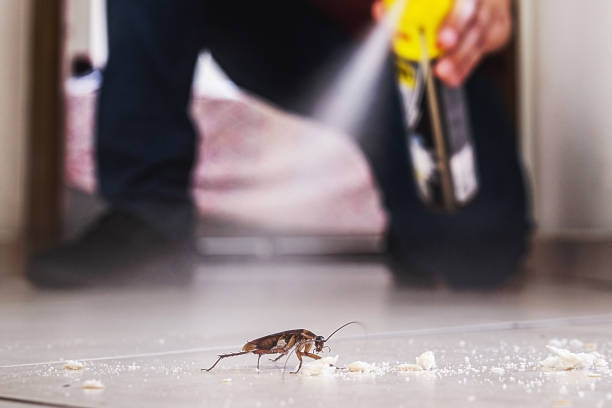 Reliable St Ansgar, IA Pest Control Solutions