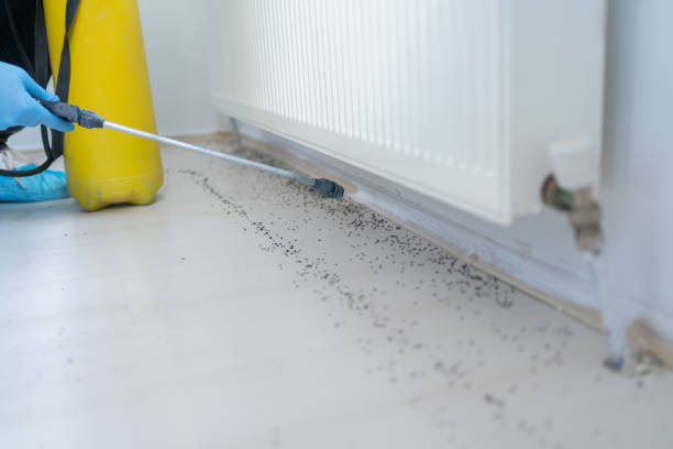 Best Cockroach Control Services  in St Ansgar, IA
