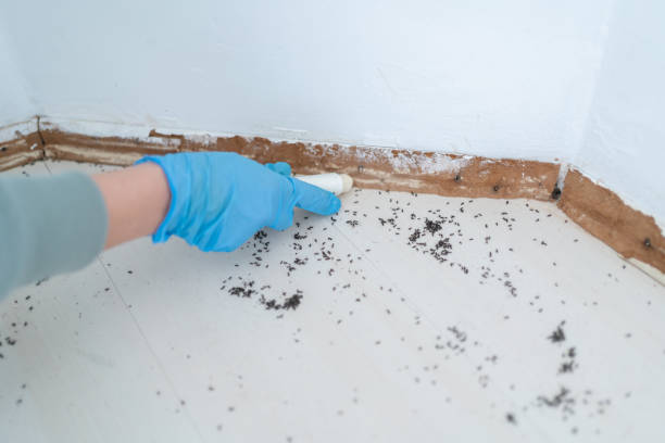 Best Pest Prevention Services  in St Ansgar, IA